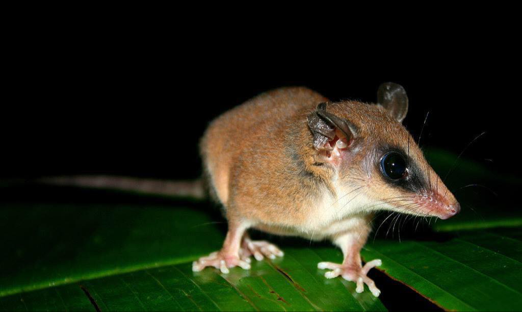 El ratón tlacuache es un marsupial endémico de México