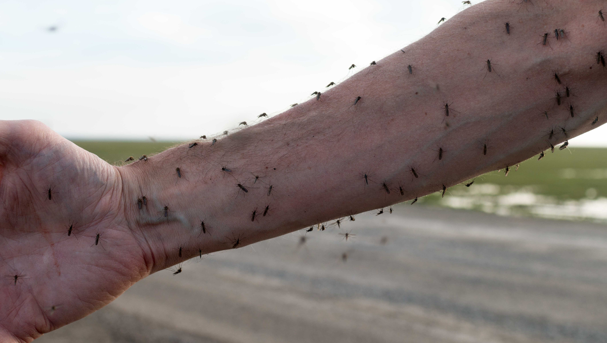 Más calor, más mosquitos: Advierten aumento de dengue en Ciudad del Carmen