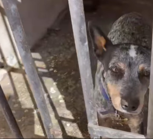 La asociación Peludos Felices A.C. tuvo conocimiento que un can permanece tras las rejas