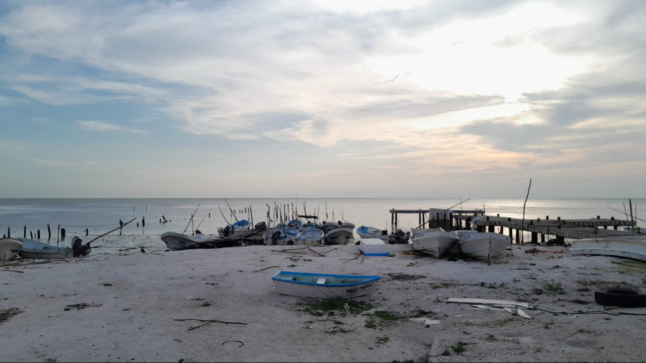 Pescadores de Isla Arena se  preparan para estallido por depredadores de pulpo 