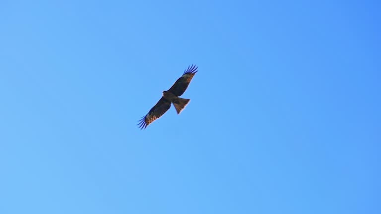 Como depredadores naturales, actúan como disuasivo para otras aves en el espacio aéreo de Mérida