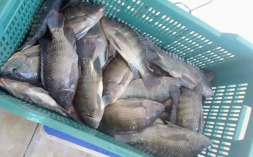 El cultivo de especies como la tilapia sería una opción para los pescadores en temporadas de veda