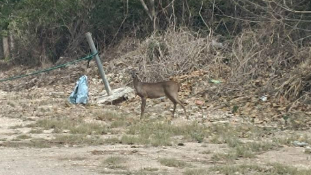 Hombre capta a venado cola blanca en el oriente de Mérida