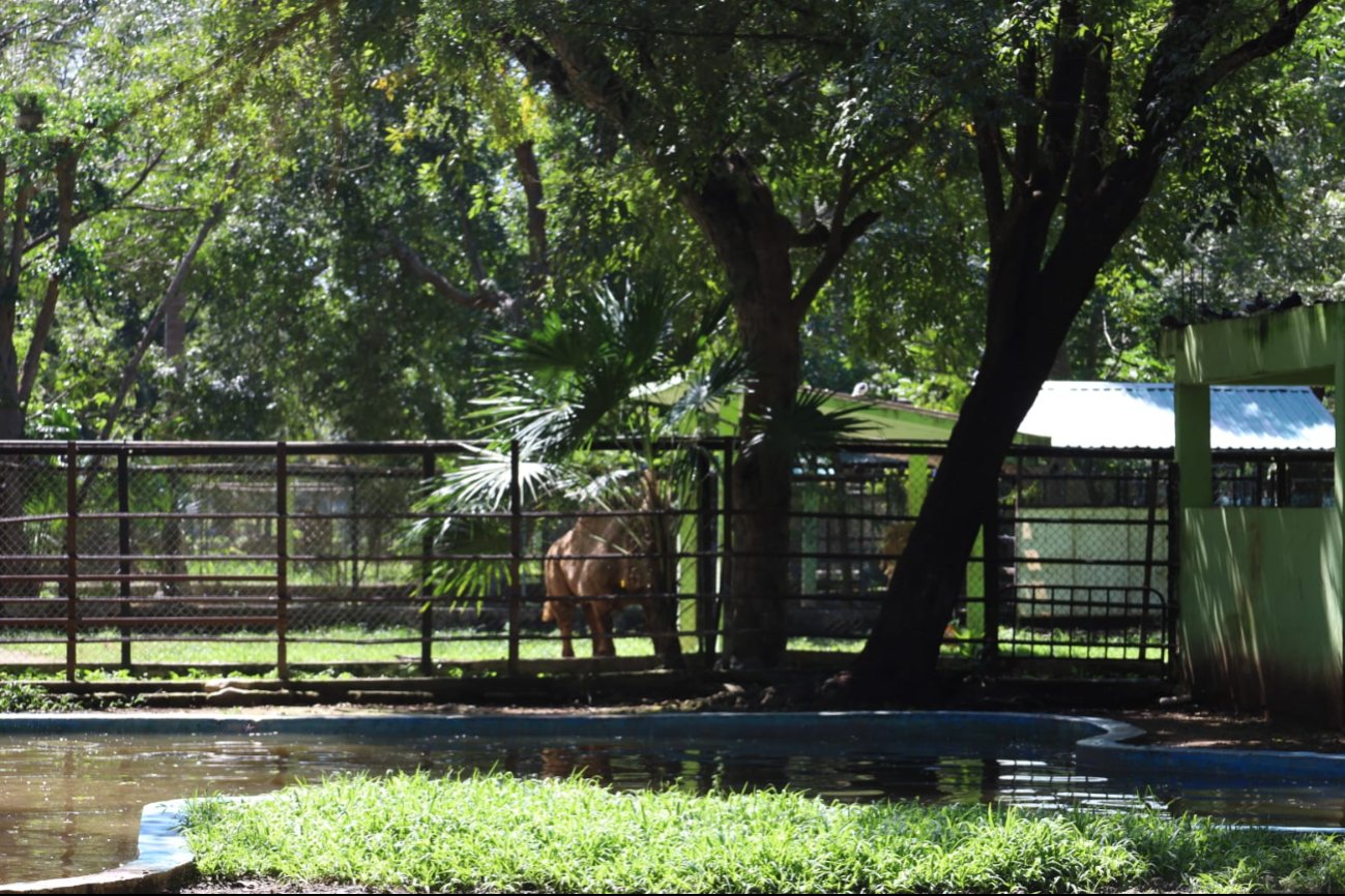 Zoológico "Payo Obispo" abrirá después del Carnaval