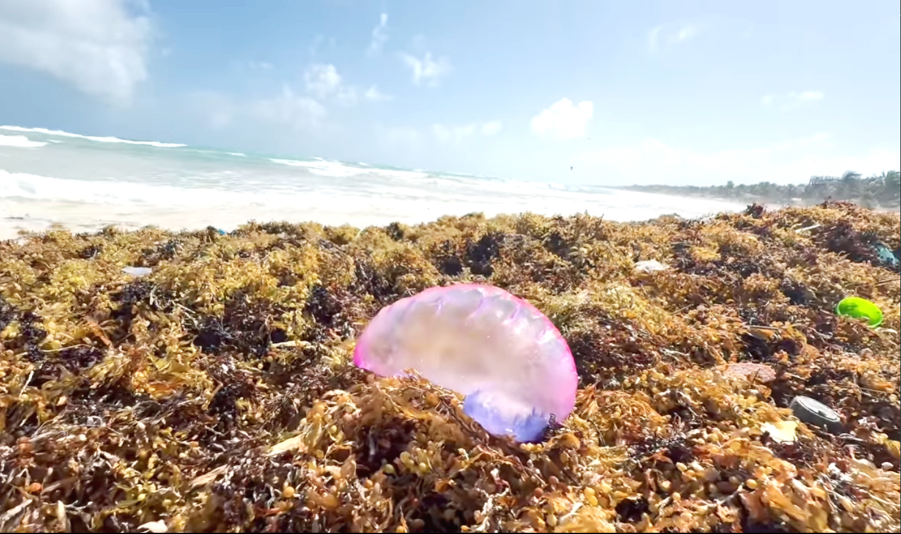 Se exhorta a los turistas y residentes a mantenerse alertas, evitar el contacto directo con la especie marina y respetar las la señalización en las playas