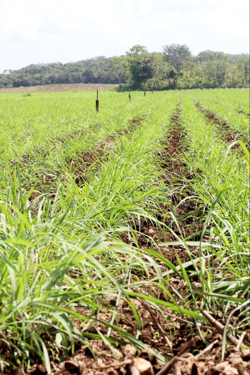 Ante la complicada situación, los dueños de las plantaciones esperan apoyo del Gobierno