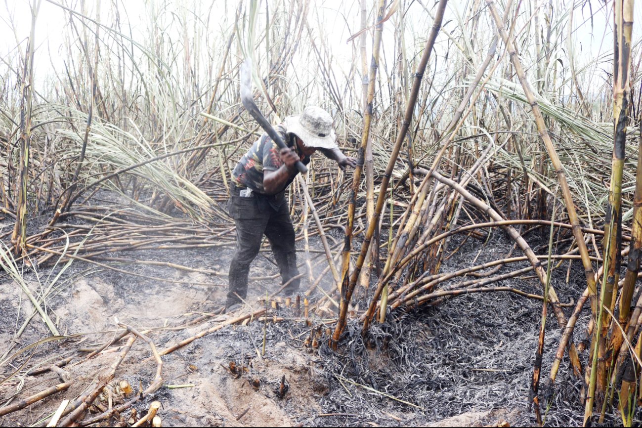 Cultivos de zafra de Ribera del Río Hondo luchan contra plagas y constantes lluvias