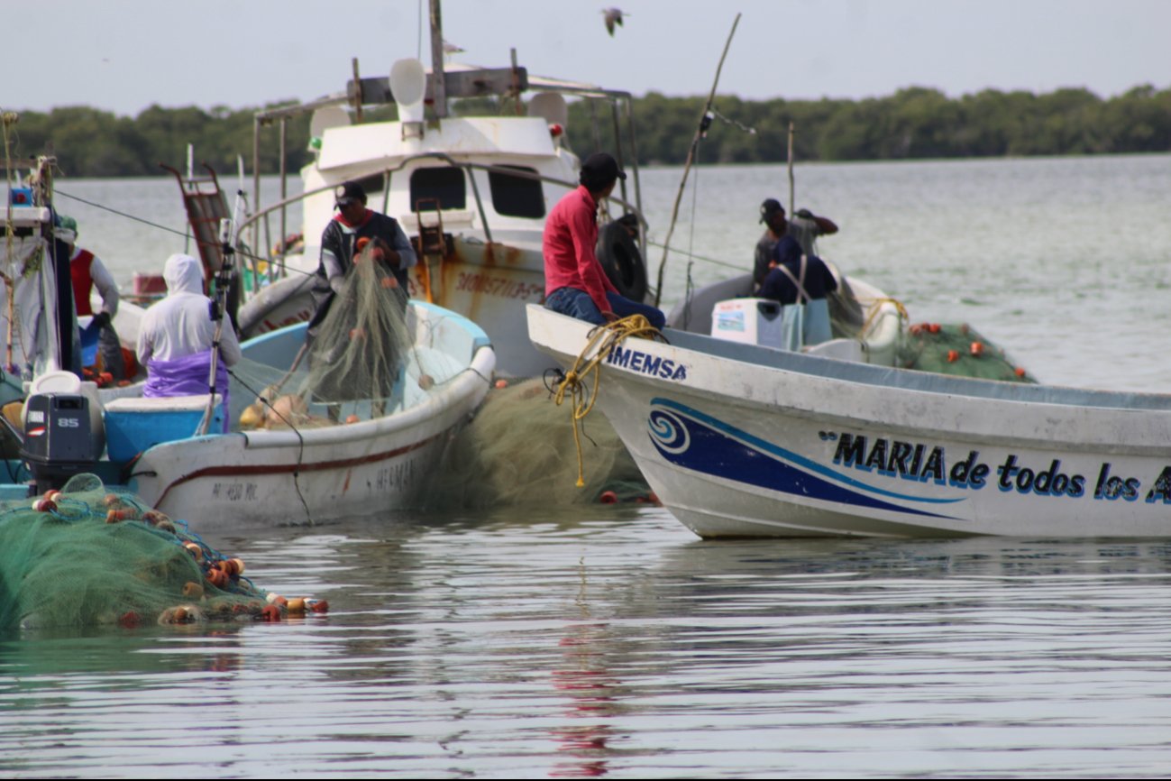 Captura de mero en temporada de veda pondría en peligro a la especie en Yucatán