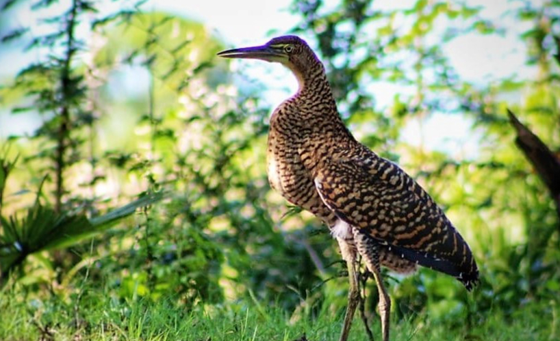 La garza tigre mexicana es un majestuoso depredador que habita en cuerpos de agua dulce y salobres