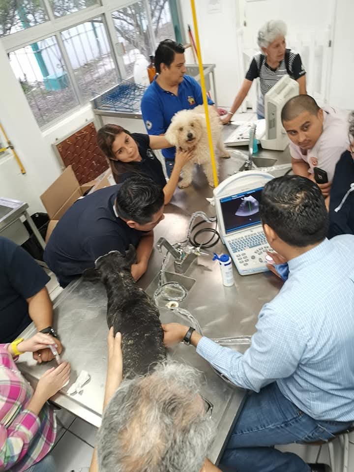  Veterinarios de Campeche preparan protesta;  marcharán para exigir la dignificación de su profesión   