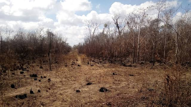 Denuncian quemas anticipadas en los alrededores de Mahahual