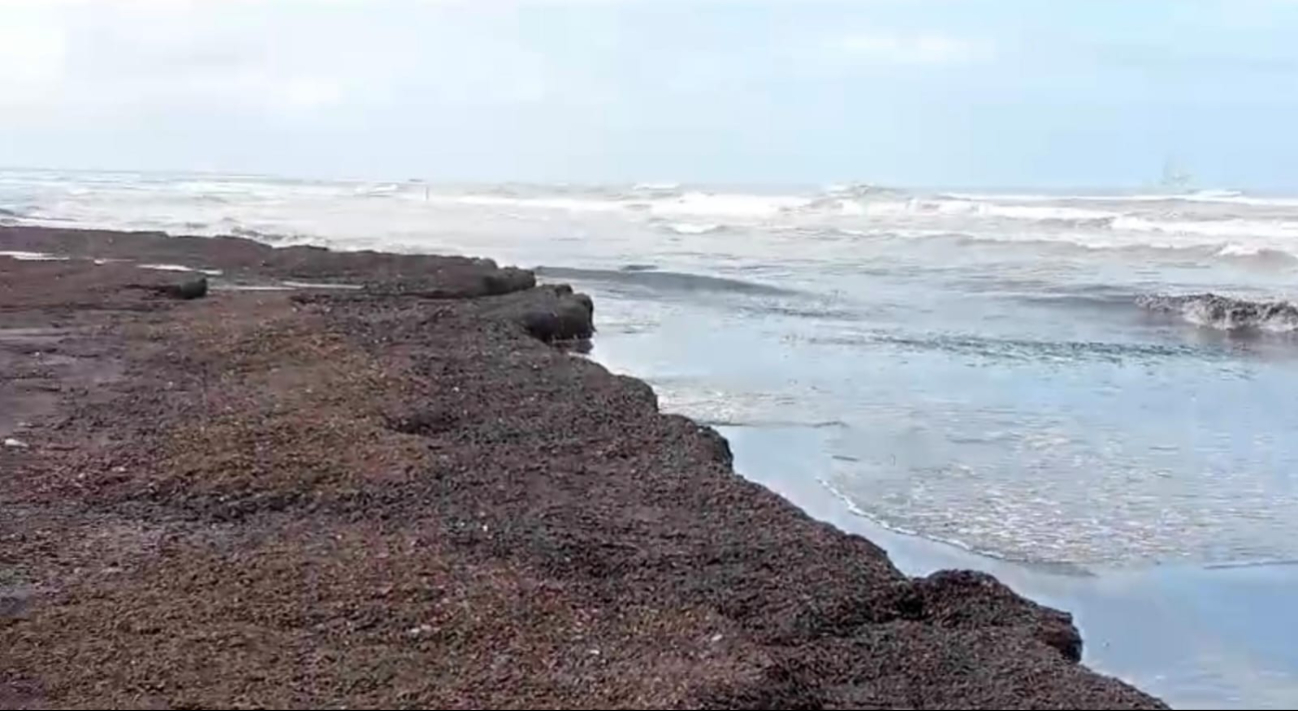 Desechos pétreos afectan especies protegidas en Laguna de Términos y Pantanos de Centla.