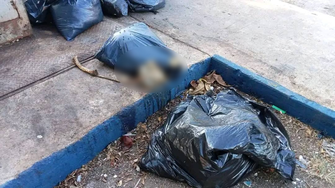 Los restos fueron encontrados en el interior de bolsas de basura