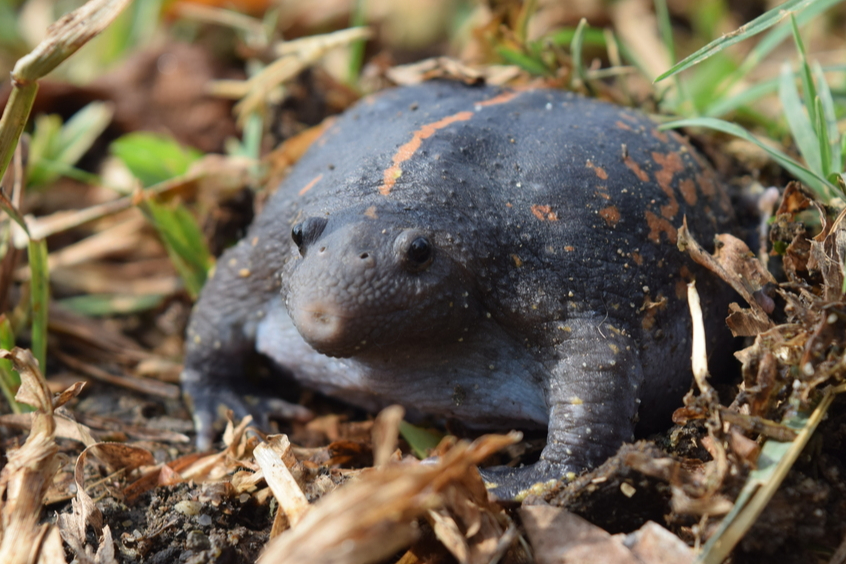 Sapo borracho, el misterioso anfibio que habita en Yucatán y se encuentra amenazado  