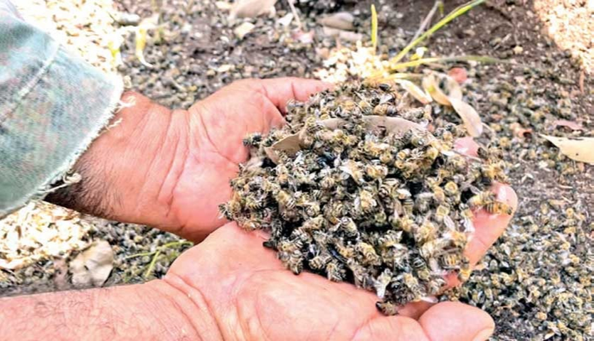 Mortandad de Abejas en el Estado