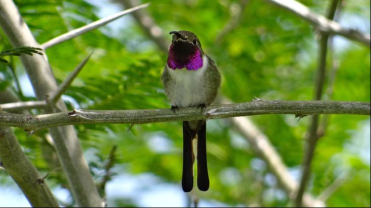 Advierte la Profepa fuertes sanciones para quien capture o dañe colibríes