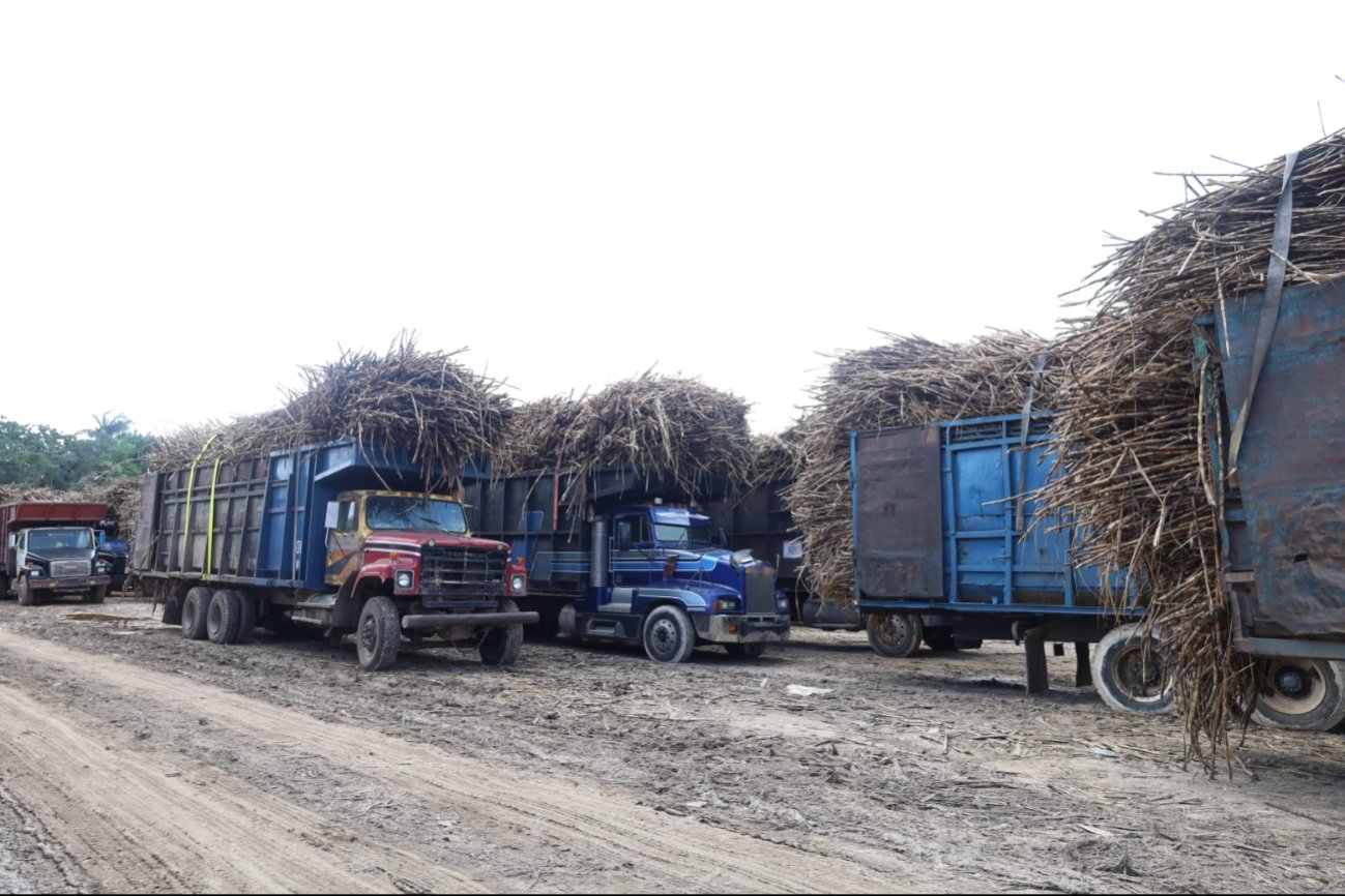 Productores de caña en riesgo de quedarse sin preliquidación por plaga de hongo