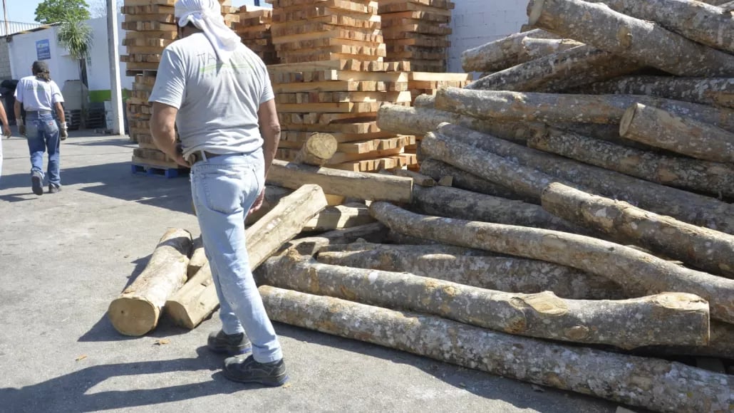 Canainma estima que entre el 5 y el 10% de la madera que circula en el mercado es de fuentes irregulares