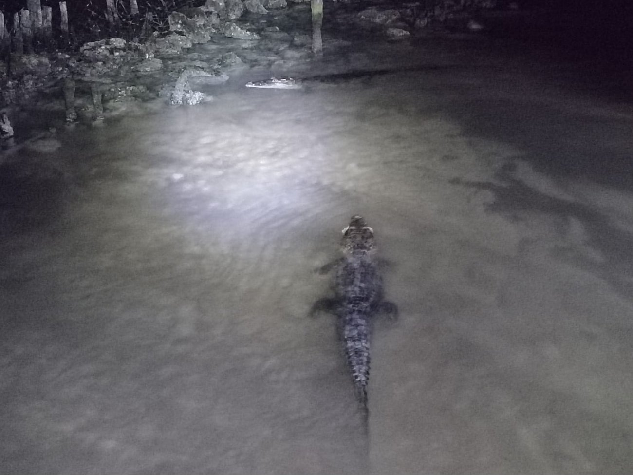 Continúa la constante vigilancia de los cocodrilos que aparecieron en el balneario hace unos días