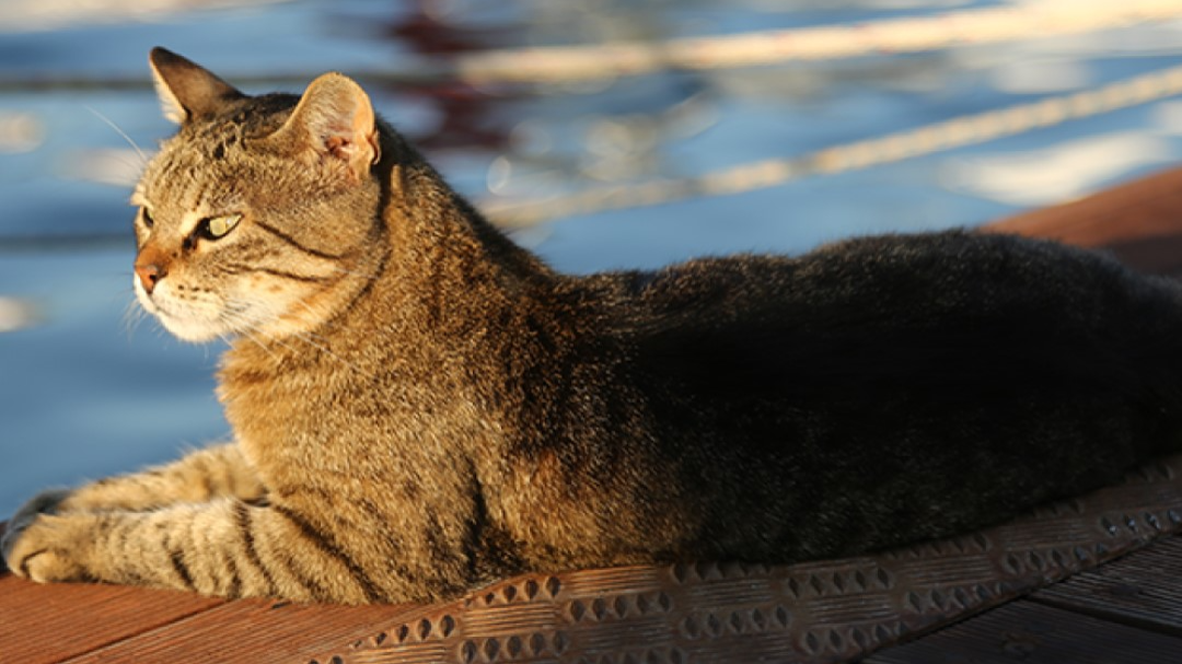 Los restos de un gato fueron arrojados en una bolsa de plástico