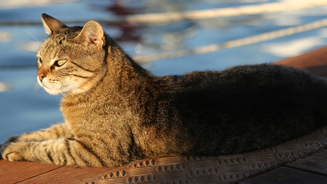 Denuncian hallazgo de la piel y restos de un gato en Mérida