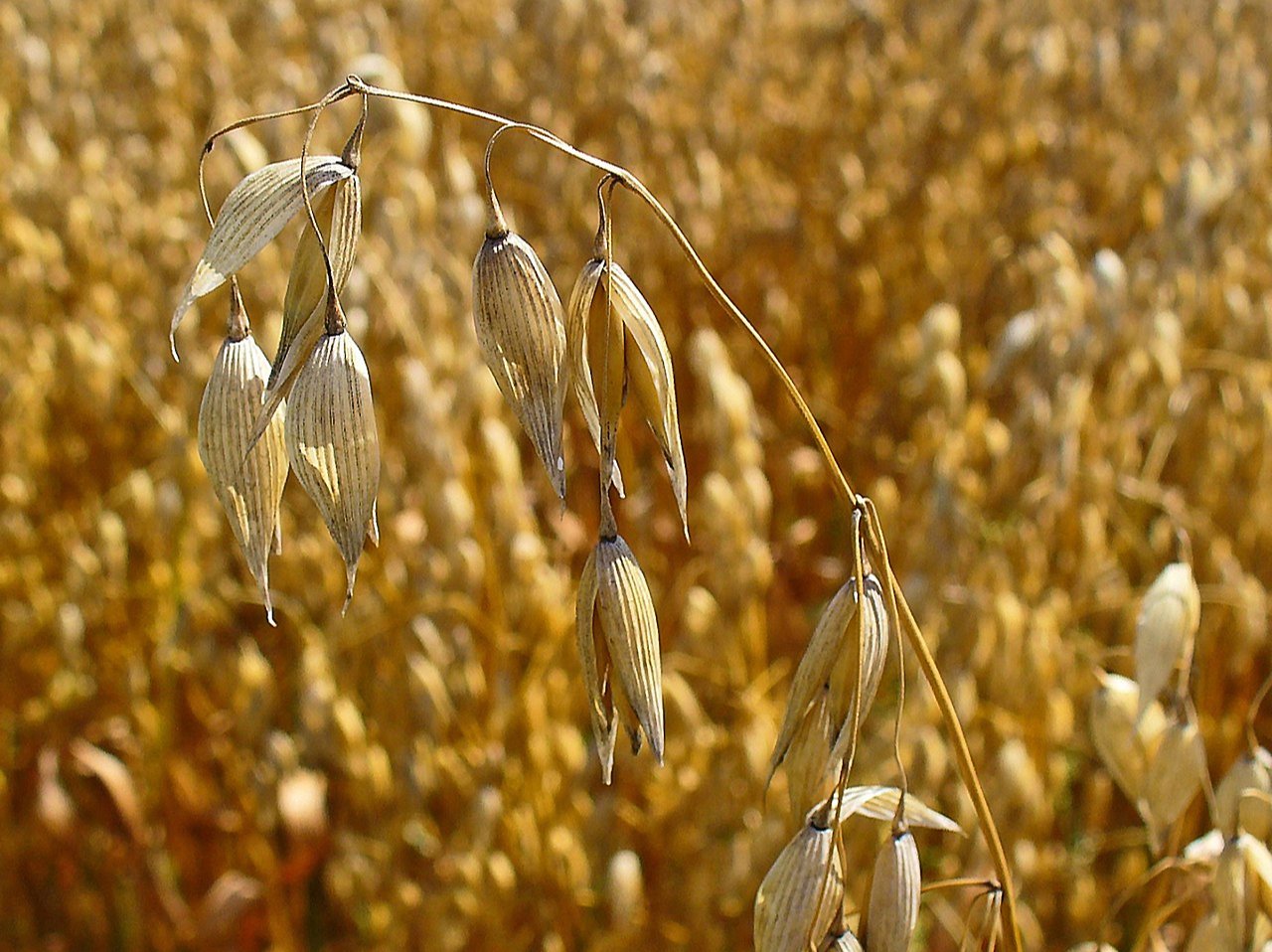 La avena contiene antioxidantes que reducen el envejecimiento celular