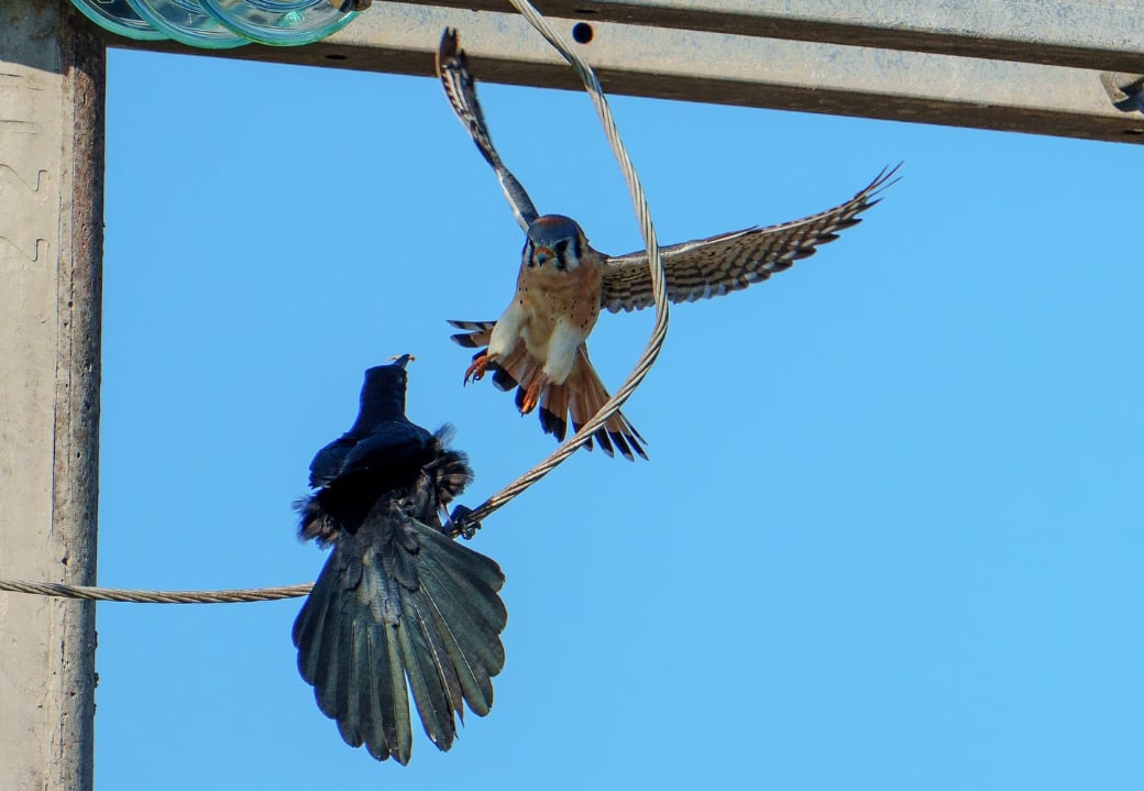 Fotógrafo yucateco capta increíble duelo entre un halcón cernícalo y un zanate