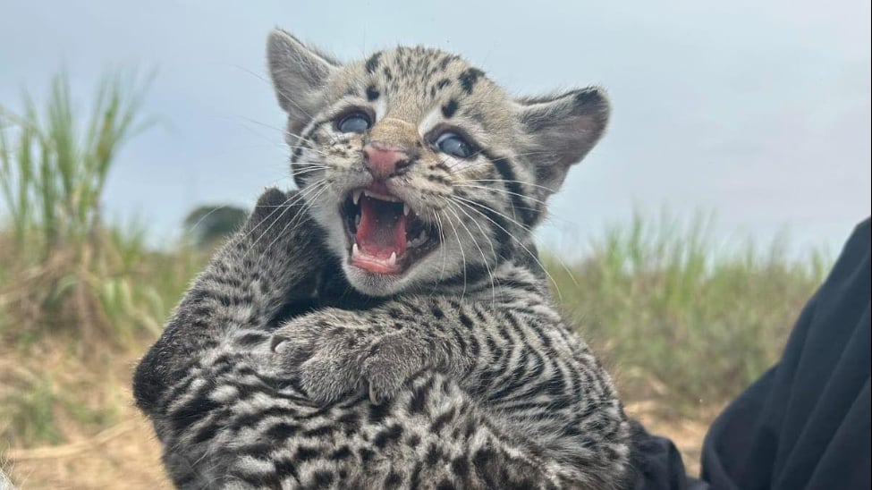 Pobladores de la comunidad de El Higo, Veracruz, hallaron a tres crías de ocelote mientras cortaban caña