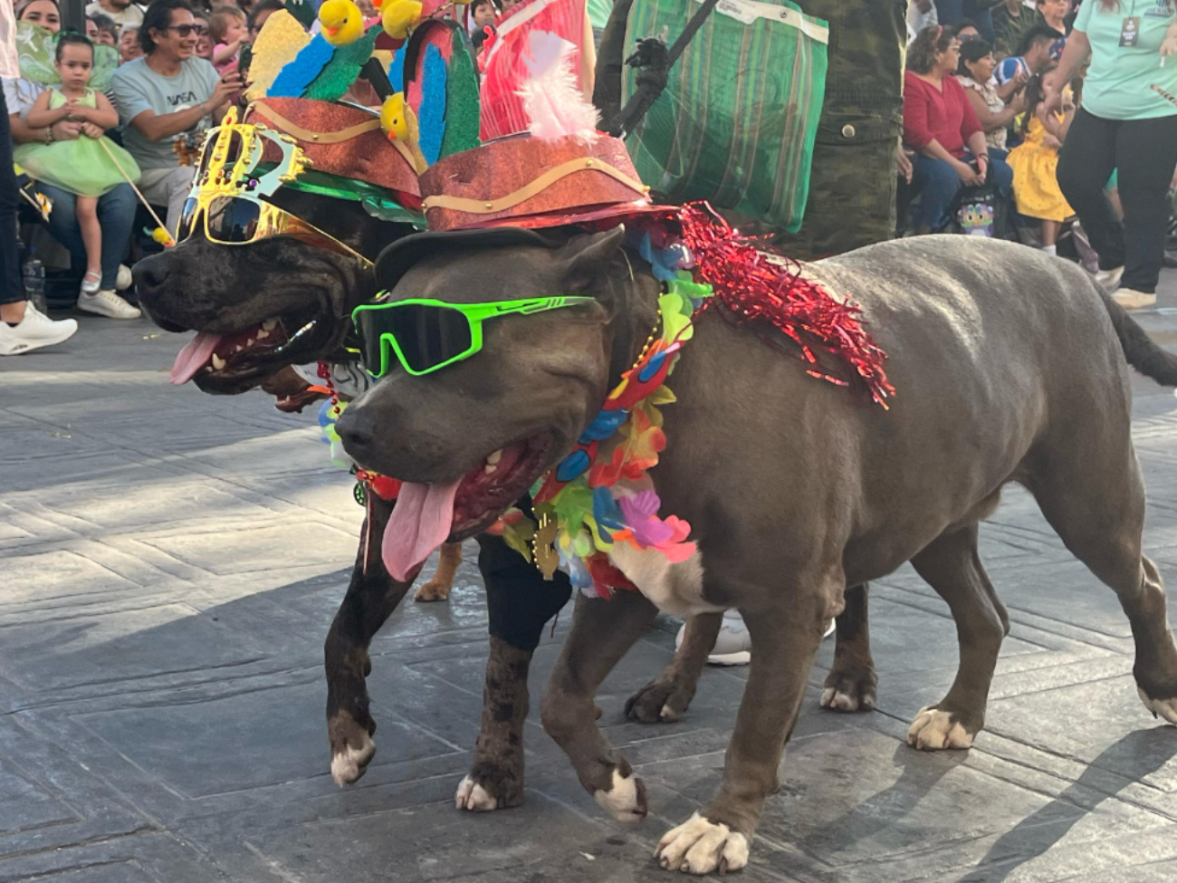 Perros  se roban  los aplausos durante el  desfile infantil del Carnaval de Mérida  