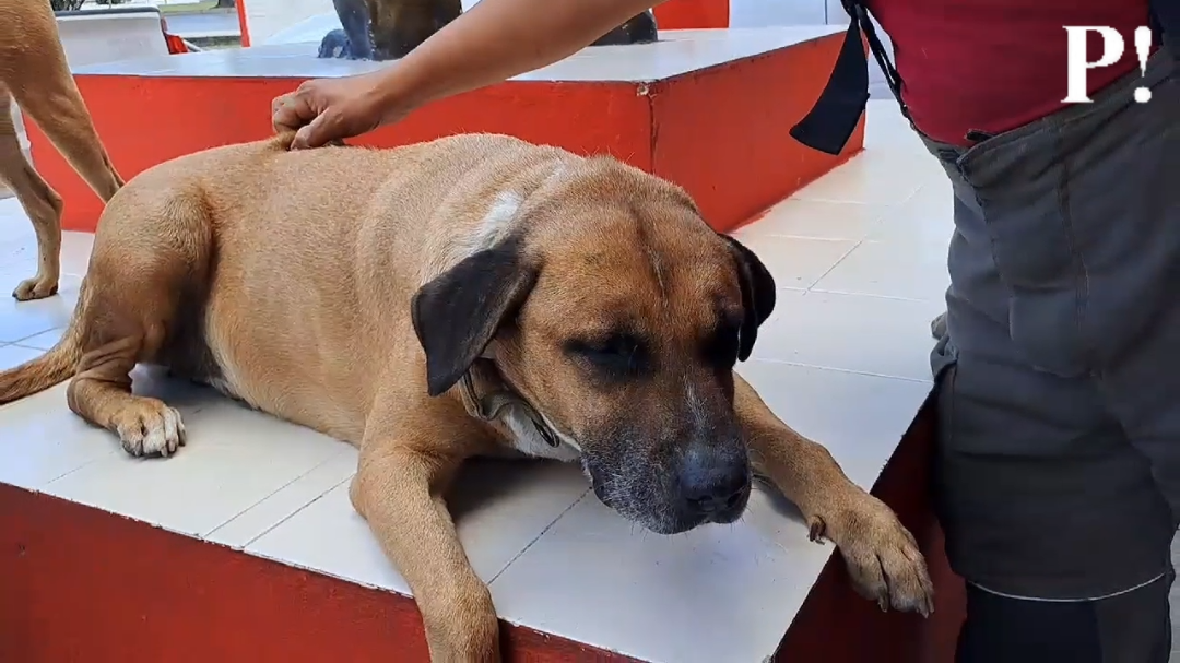 Solovino fue rescatado por los bomberos quienes lo consideran parte de su familia desde hace cinco años