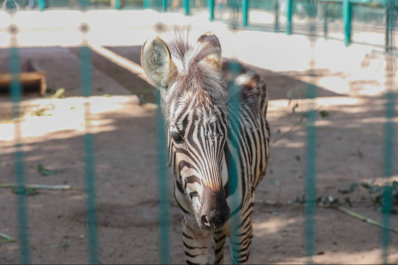 La cebra será nueva habitante del zoológico Centenario de Mérida