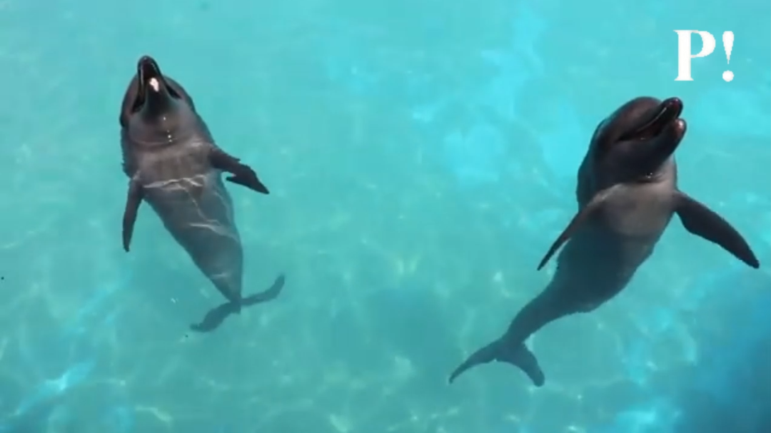 Dolphinaris, encargada del espectáculo, respondió que el video es del año 2020 y el ejemplar se encuentra bien de salud