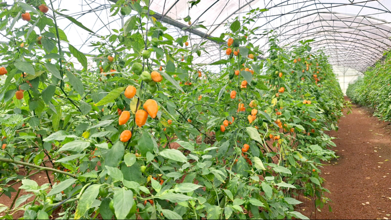 Actualmente hay buena producción en el campo, no sólo en el Caribe Mexicano, también en Campeche y Yucatán