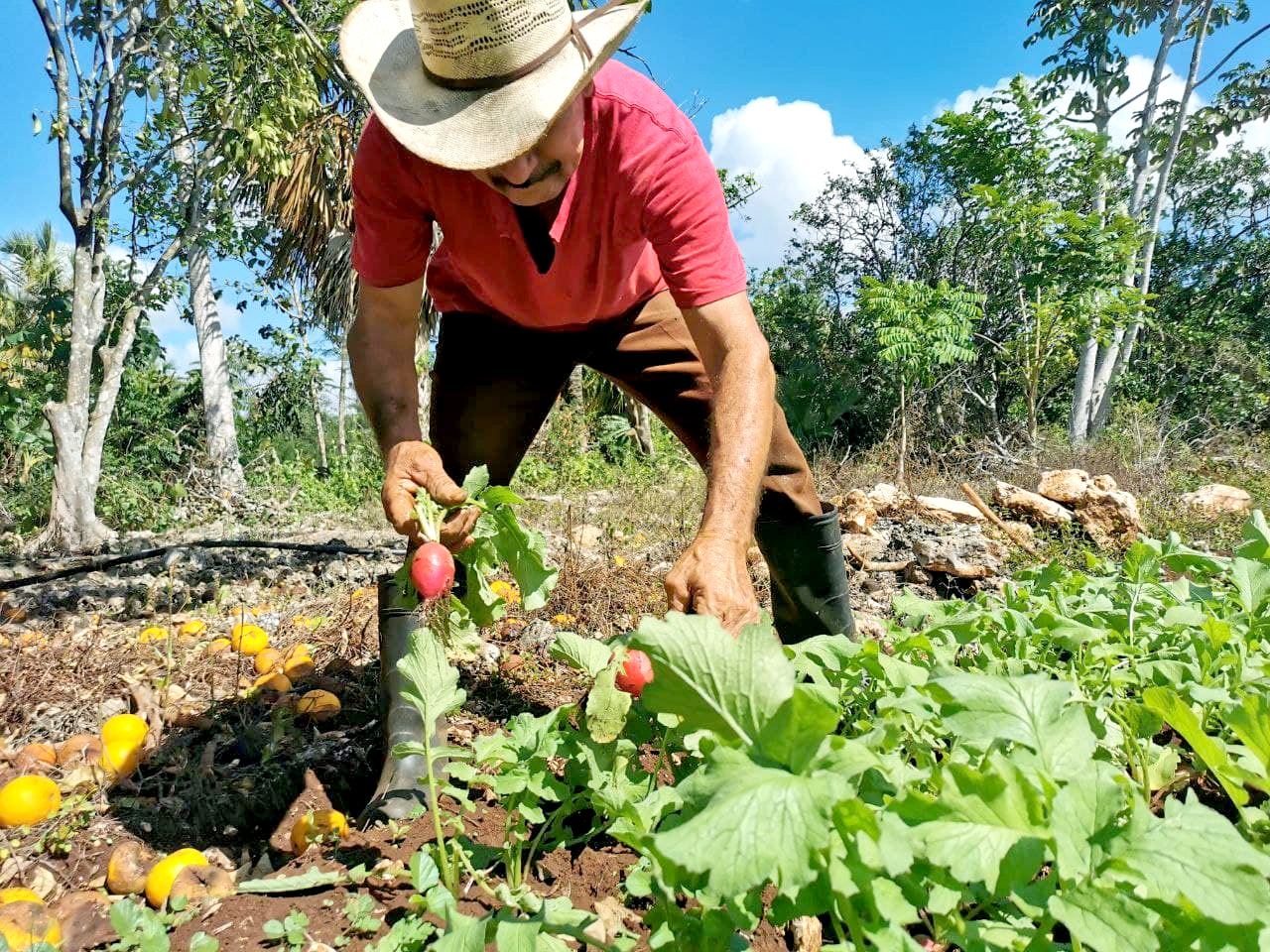 Para los campesinos, la mejor alternativa es no depender tanto de Estados Unidos