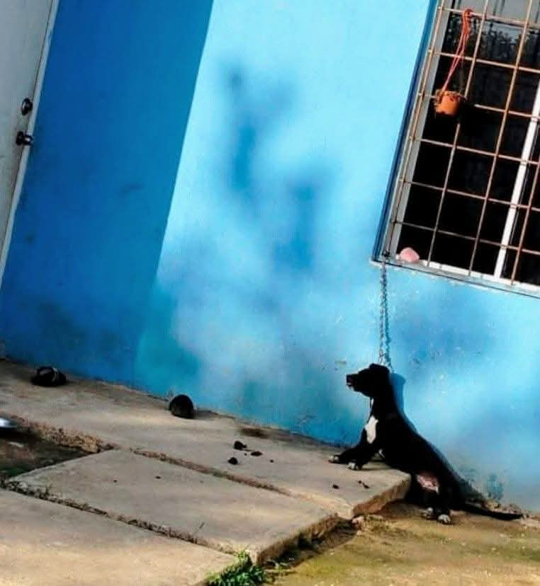 Perro fallece tras ser maltratado por dueños.