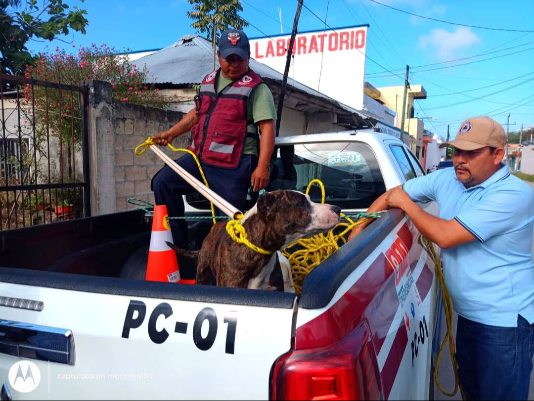 Capturan a perro pitbull por atacar a menor en Escárcega