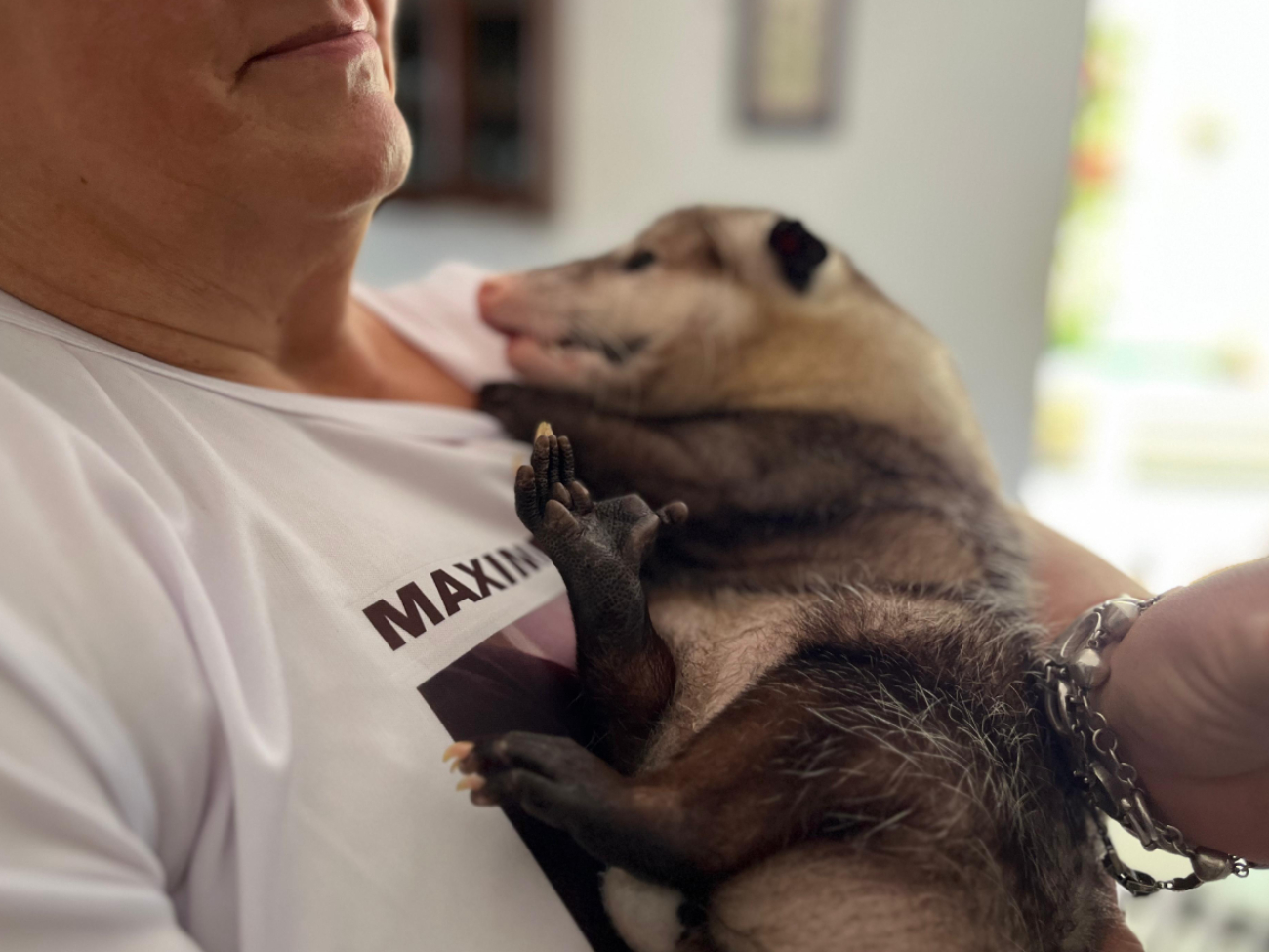 Actualmente Maximiliano es atendido por dos veterinarios, quienes han ayudado, junto a sus tutores, a que mantenga buenas condiciones de salud