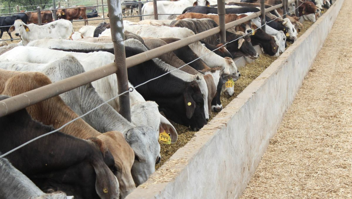 El ganado proviene de tres unidades de producción en Chihuahua y fue sometido previamente a un tratamiento antiparasitario