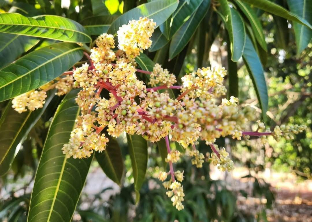 Los árboles ya iniciaron  floración en la localidad.