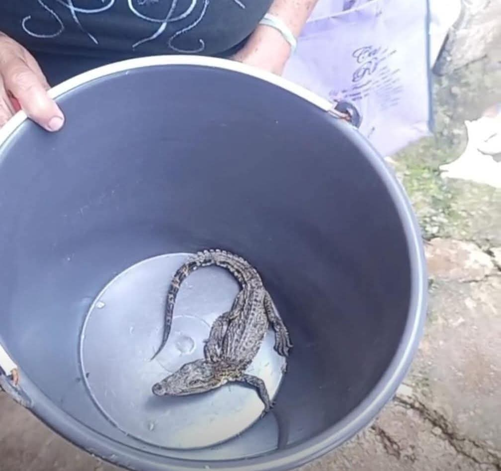 Familia de Calkiní encuentra un cocodrilo bebé en su patio