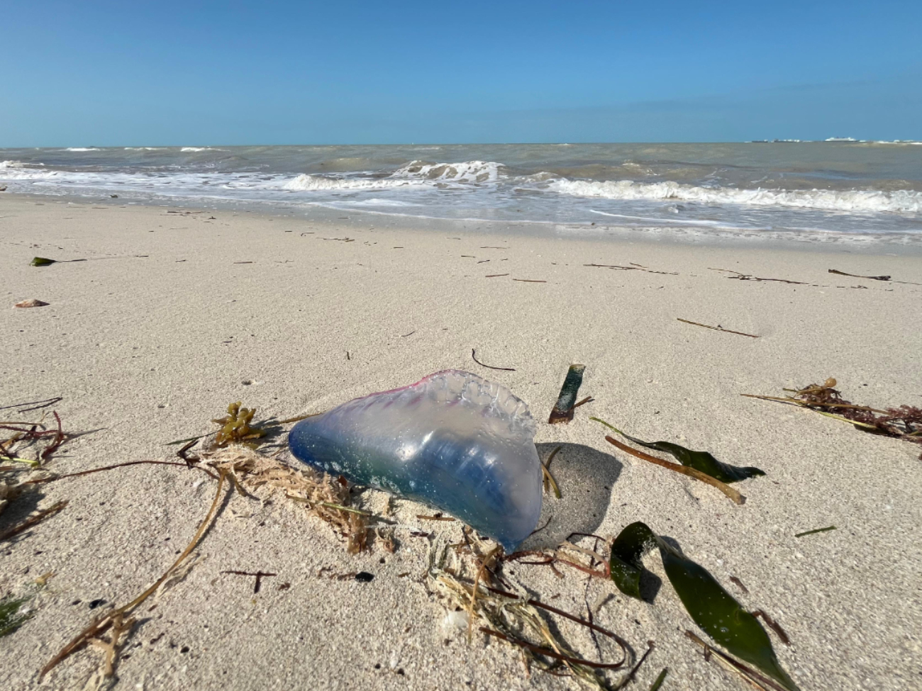 La fragata portuguesa ha sido temida por bañistas de las playas de Yucatán