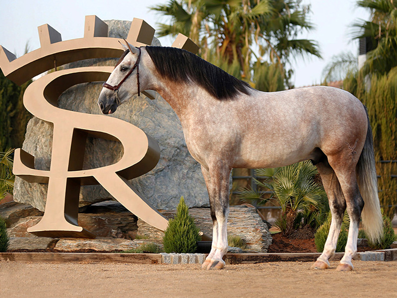 El caballo de Sergio Ramos, Yucatán