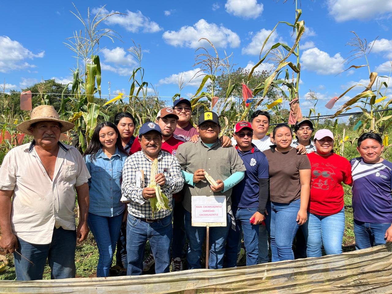 Por primera vez, el TecNM, campus Tizimín, logra cultivar el maíz pozolero en un clima tropical