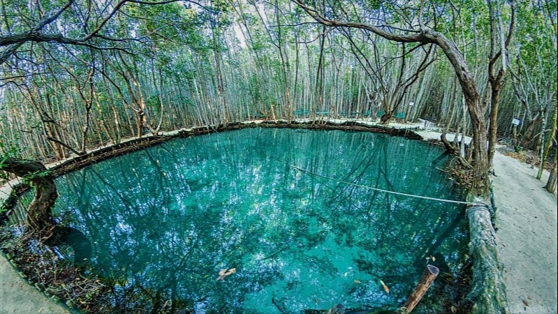 El Corchito es una zona de cenotes tipo aguada idóneos para la observación de flora y fauna