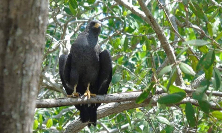  Guías de Celestún    preservan el respeto a la naturaleza con el ecoturismo    