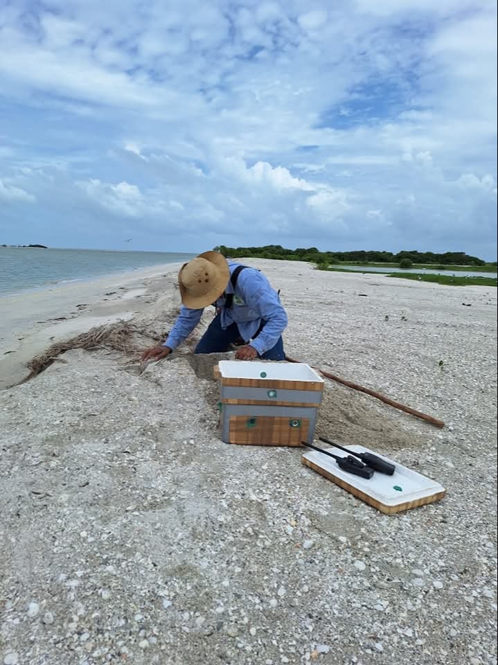  La erosión amenaza la protección de la tortuga carey en Ciudad del Carmen   