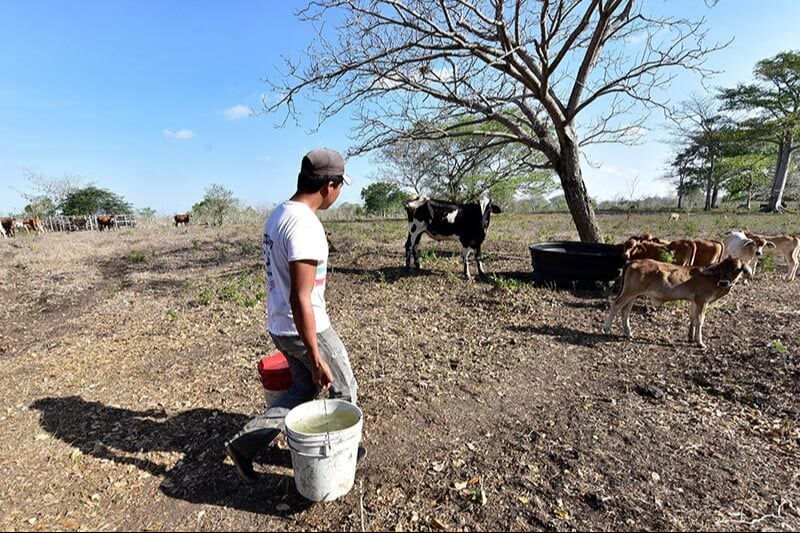  Se preparan ganaderos de Campeche ante la intensa sequía que se aproxima   