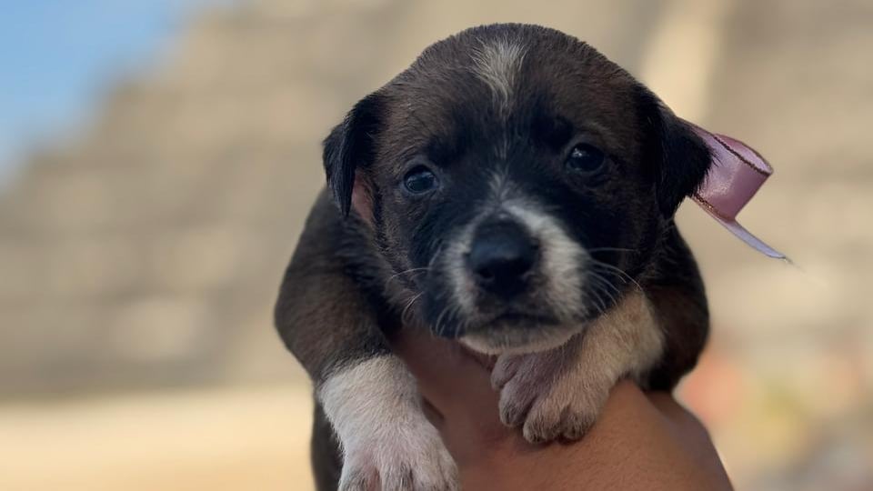 Los cachorros son hijos de la Pinta, una perrita muy querida en el lugar