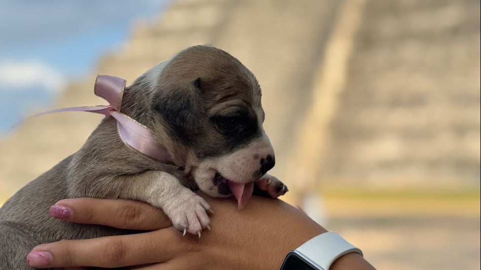 Nacen nuevos lomitos guardianes en Chichén Itzá: Buscan una familia amorosa