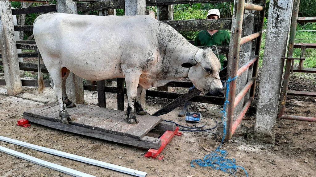 Confirman primer caso de gusano barrenador en Quintana Roo